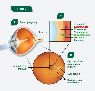 Et billede af et rask øje, hvor Den gule plet er blevet forstørret og viser hvad den består af. 