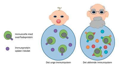 Det unge og det aldrende immunsystem