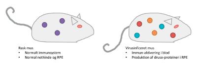 Immunsystem i henholdsvis rask og syg mus