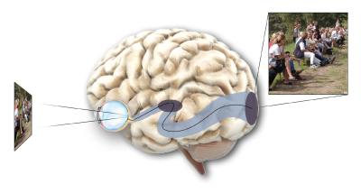 Hjernen fortolker signaler opfanget af nethinden