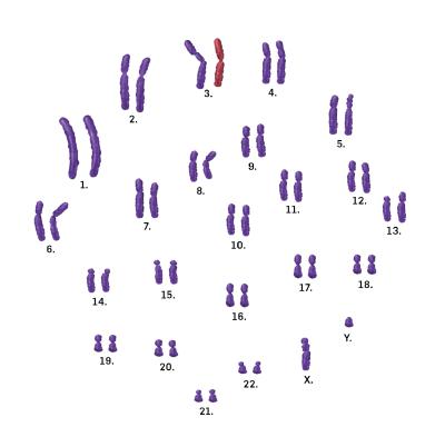 Menneskets 24 kromosomer