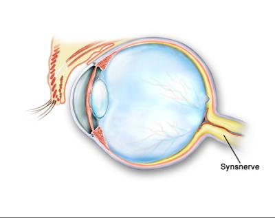 Tværsnit af øjet - synsnerve markeret