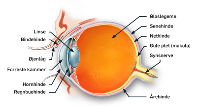 Tværsnit af et øje, der fortæller øjets anatomi