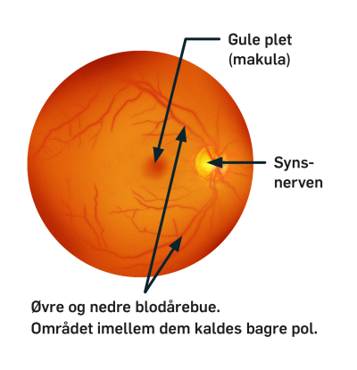 Tværsnit af et øje som viser synsnerven og den gule plet.