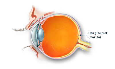 Nethindens gule plet også kaldet macula lutea, vist på et tværsnit af øjet