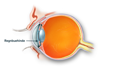 Øjets regnbuehinde (Iris) og pupil markeret på tværsnit af øjet 