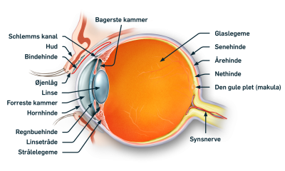 Øjets anatomi i tværsnit - med markering af alle øjets bestanddele lige fra forreste del hornhinden til bageste del nethinden og synsnerven