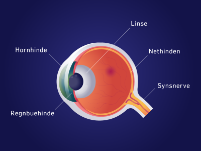 Øjen illustration med beskrivelse af øjet