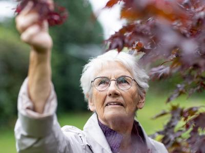 Billede af en ældre kvinde som tager blad fra et træ
