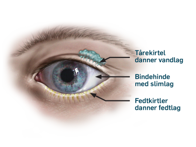 Anatomi billede af øjet
