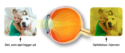 Tværsnit af et øje, og som viser hvad øjet ser og hvad hjernen opfatter