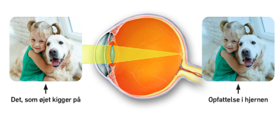 Tværsnit af et øje, hvor der bliver vist hvad øjet ser og hvad hjernen opfatter