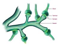 Illustration viser en dendrit, med tilhørende synapser og aksoner