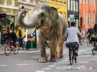 Billede af en elefant som går blandt cykellister