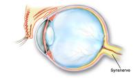 Tværsnit af øjet - synsnerve markeret