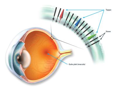 Fremtidens behandling af andre arvebetonede øjensygdomme |