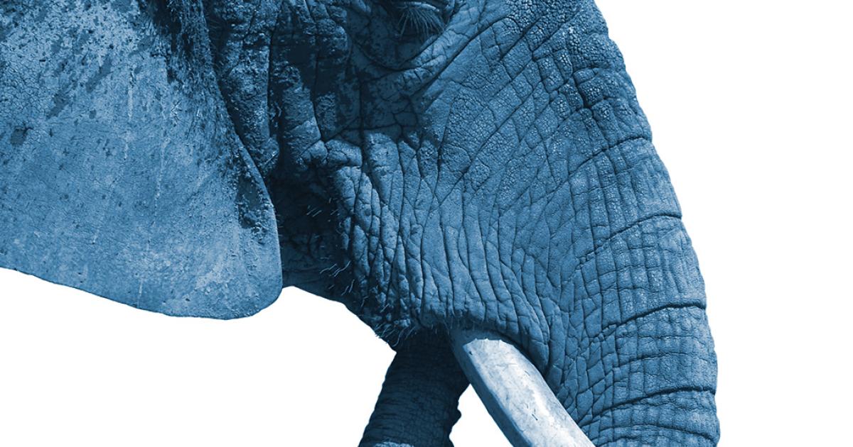 mærke vej telegram Ser du lyseblå elefanter? | Øjenforeningen
